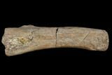 Dinosaur Spinal Process - Aguja Formation, Texas #116733-3